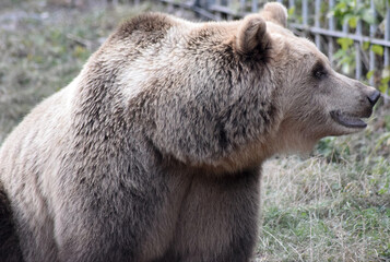Braunbär