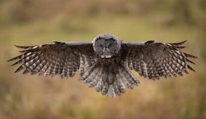 Great grey owl hunting in the Rocky Mountains