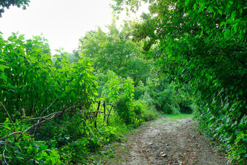 Green forest in the morning, spring in the park, path in the woods