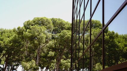glass facade of modern building reflecting pine forest