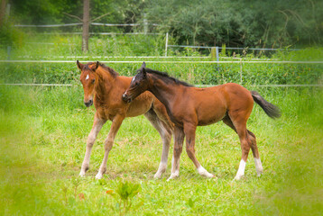 Obraz premium some pretty young chestnut foals are playing and running in the meadow