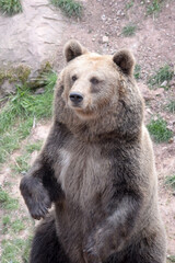 Braunbär