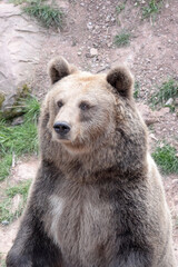 Braunbär