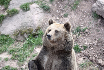 Braunbär