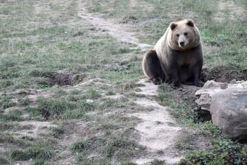 Braunbär