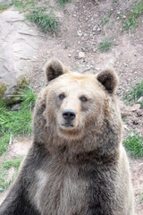 Braunbär