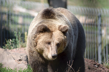 Braunbär