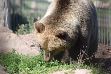 Braunbär