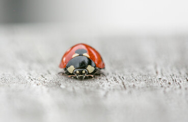 Ladybug, front, face, close-up, very detailed on grey-white ground