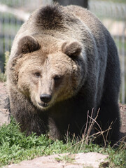 Braunbär