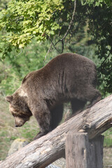 Braunbär