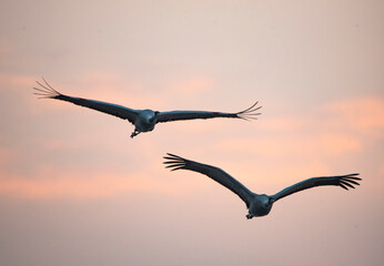 Wild common crane in water