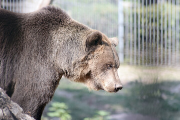 Braunbär