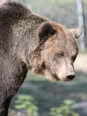 Braunbär