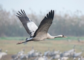 Wild common crane in water
