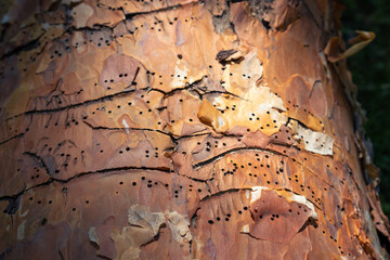 Pine bark eaten away by bark beetles