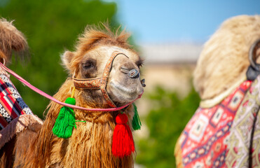 Bactrian camel on the background of historical places in Central Asia. A beautiful, elegant and...