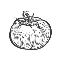 Tomato vegetable vector line drawing illustration.