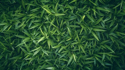 Obraz premium Background texture of fresh green grass