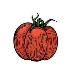 Tomato vegetable vector line drawing illustration.
