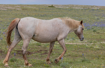 Fototapeta premium Beautiful Wild Horse in the Pryor Mountains Montana in Summer
