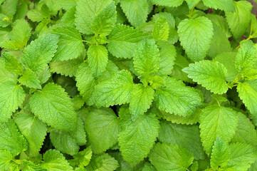 Lemon balm leaves in the nature