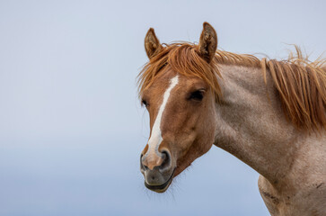 Fototapeta premium Beautiful Wild Horse in the Pryor Mountains Montana in Summer