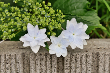 白いガクアジサイの花