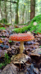 Poisonous amanita muscaria red mushroom with white dots in a south German forest