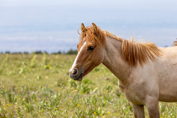Obraz premium Beautiful Wild Horse in the Pryor Mountains Montana in Summer