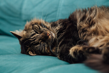 Long-haired charcoal bengal kitty cat laying on the sofa indoors
