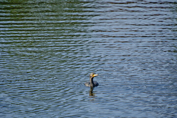 Little cormorant swimming in the water on a sunny day.