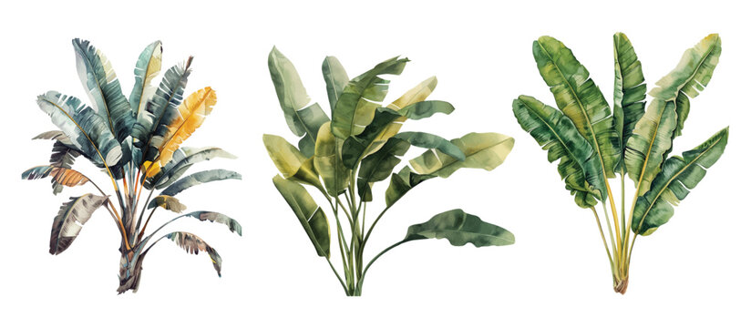 Watercolor set with palm trees and leaves floral plants elements