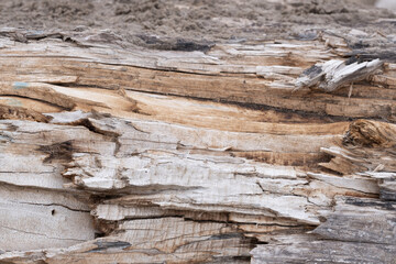 Background is made torn wood fibers.