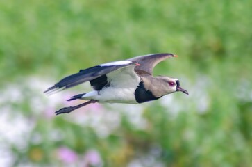 pássaro quero- quero Vanellus chilensis
