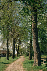 narrow cobbled street with trees in the village
