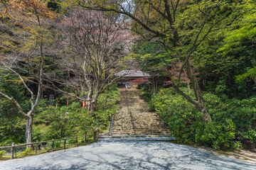 奈良 室生寺 新緑の鎧坂
