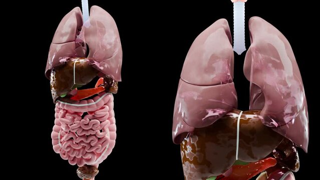 Human anatomy, internal organs, loop animation, designer details, unstructured showing parts of respiratory system and digestive system on black background, medically accurate, realistic 3d render