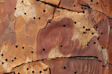 Texture of pine tree bark eaten by bark beetles. Holes in the pine tree trunk