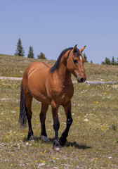 Fototapeta premium Beautiful Wild Horse in the Pryor Mountains Montana in Summer
