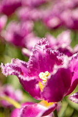 Standing out single colourful pink white purple petals of large tulips catching sunlight. Natural beauty in soft tones