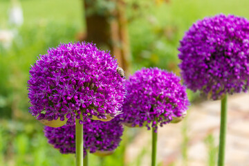 Obraz premium Four purple garlic flowers blooming and there's a bee sitting on one