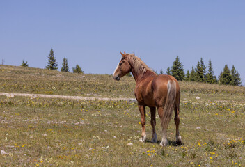 Beautiful Wild Horse in the Pryor Mountains Montana in Summer