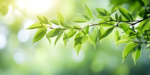Green Tree Leaves: Soft Focus Bokeh Nature Background with Gradient Filter. Concept Nature Photography, Bokeh Background, Gradient Filter, Green Tree Leaves, Soft Focus