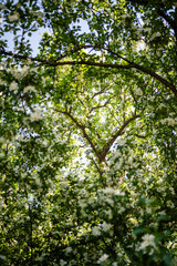 Closeup of blossoming apple tree. Spring time, season in nature. 