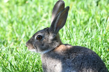 varios animales zoo madrid