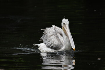 varios animales zoo madrid