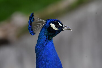 varios animales zoo madrid