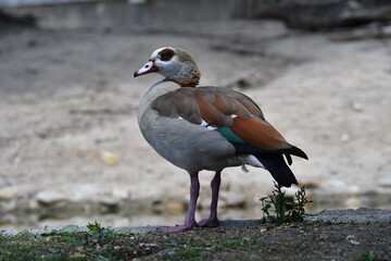 varios animales zoo madrid