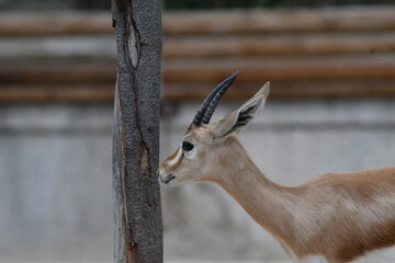 varios animales zoo madrid